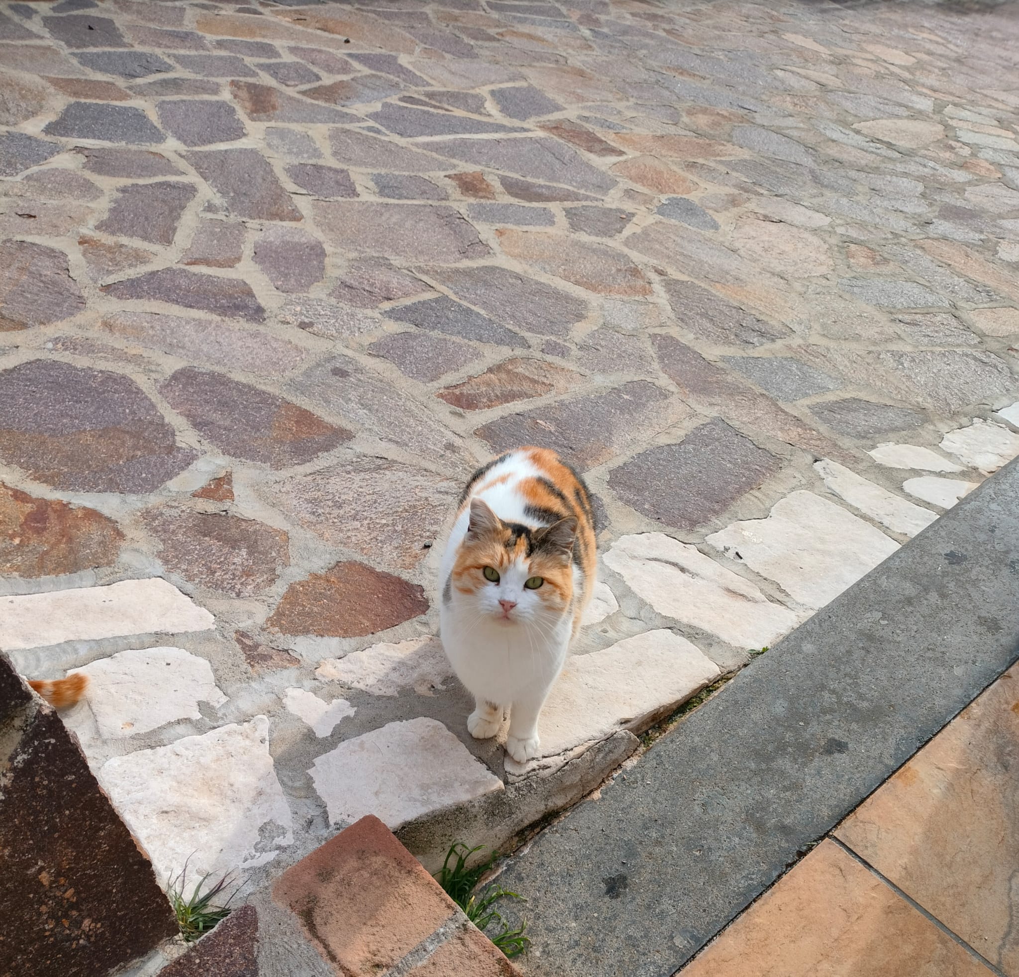 Tortina, ospite del rifugio